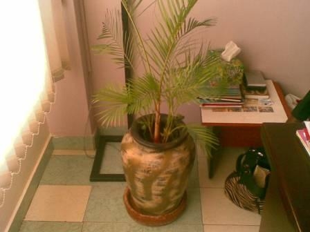 office plants in nairobi