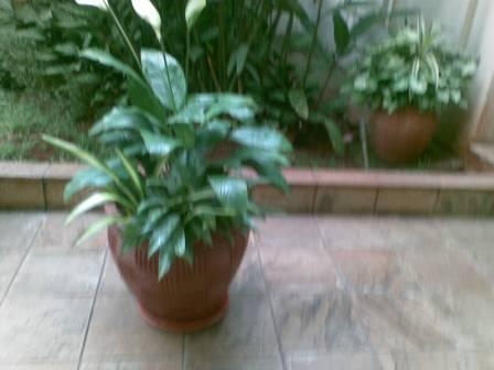 office plants in kenya